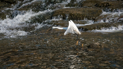 Fototapeta premium 시냇물에서 물고기 사냥을 즐기는 백로 한 마리