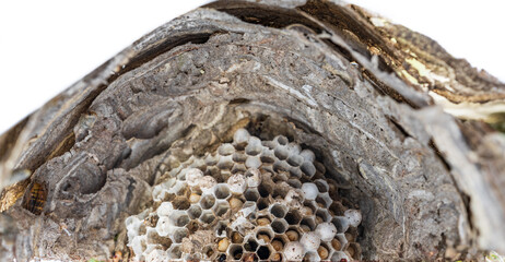 Inside wasp nest with wasps growing up