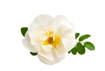 white wild rose isolated