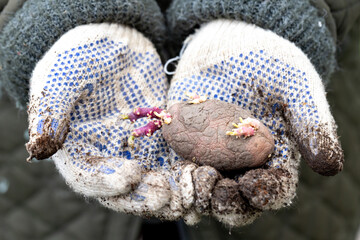 Sprouted potatoes for planting in your hands