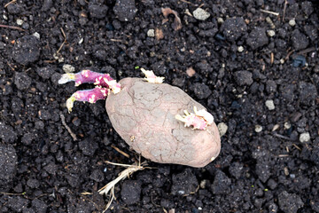 Sprouted potatoes for planting in the ground