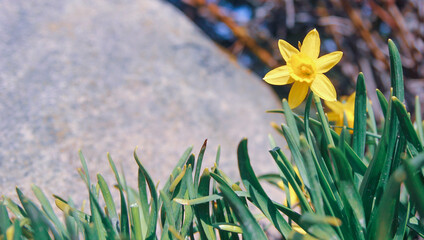 Ż&oacute;łty narcyz w domowym ogr&oacute;dku