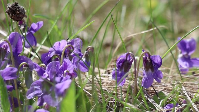 Early dog violet / pale wood (Viola   odorata ) flowering in spring. Beautiful  background. High quality FullHD footage