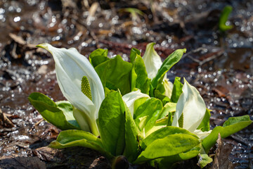 ミズバショウ　柏葉落倉自然園