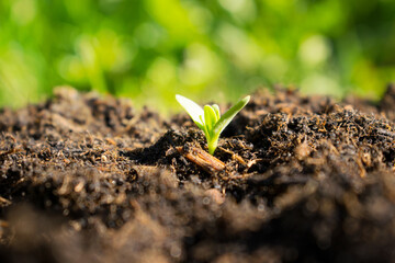 Seedlings grow from fertile soil. Ecological balance concept.