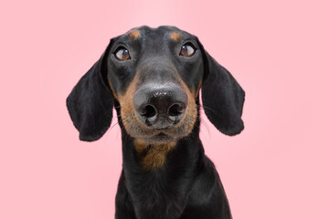 Portrait attentive dachshund puppy dog looking at camera. Isolated on pink coral background
