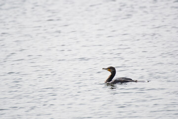 Great cormorant swimming in Tokyo Bay