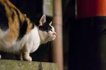 Wild cat living in a Japanese shrine