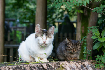Wild cat living in a Japanese forest
