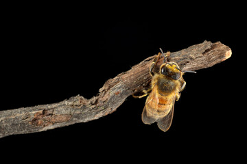 bee on a twig