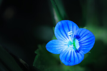 blue veronica persica flower in macro with green flower background out of focus