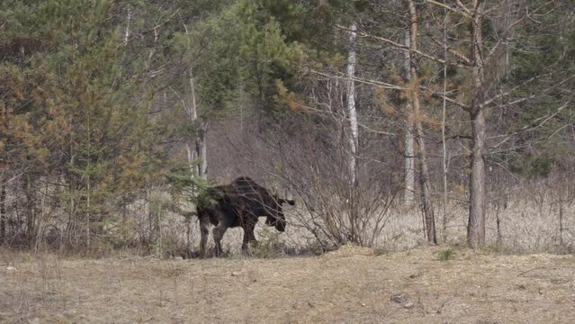 Large Bull Moose Walks Into An Algonquin Park Forest, Slow Motion