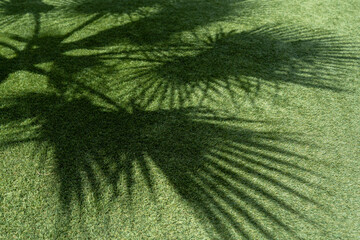 Palm leaf shadow on the grass.