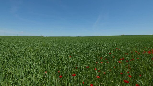 Green grass field with wild red poppy flowers under clear blue sky