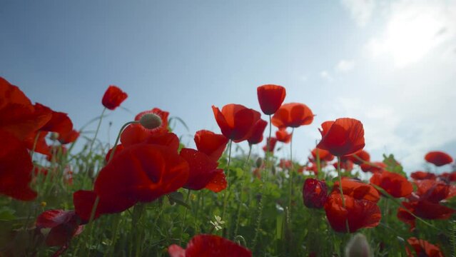 Beautifull wild red poppy flowers in meadow under clear blue sky  copy space