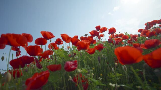 close up of red poppy flowers in a field on a sunny day. Slow motion, low angle copy space