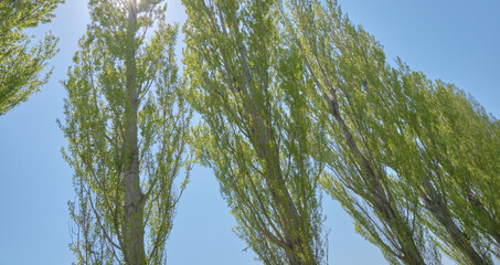 平成ポプラ並木（札幌市・北海道大学構内） / Heisei Poplar Trees (Hokkaido University Campus , Sapporo City)