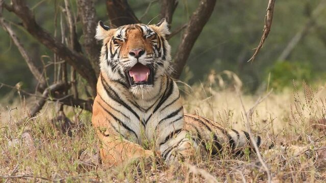 Closeup or portrait shot of Wild female bengal tiger in natural green background winter morning at ranthambore national park forest reserve rajasthan india asia - panthera tigris tigris