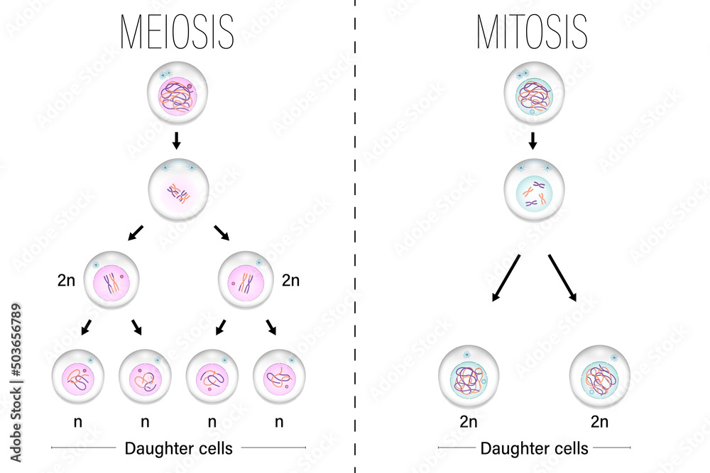 Wall mural Meiosis and Mitosis diagram vector. Cell division. Prophase, Metaphase, Anaphase, and Telophase.