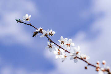 blooming tree