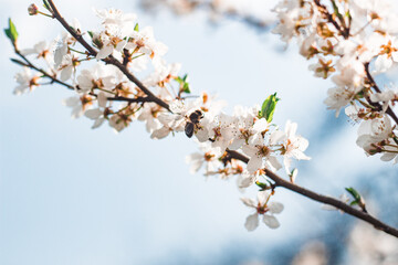 blooming tree