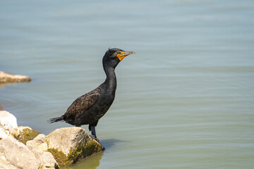 A Double-crested Cormorant is standing in the lake.