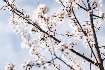 blossom in spring