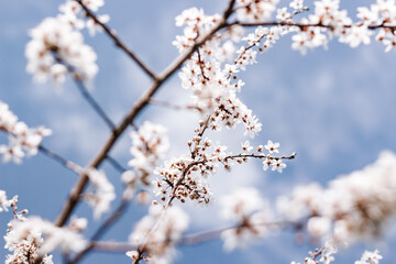 blossom in spring