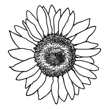 recommend clip art: Sunflower flower sketch. Doodle sunflower silhouette. Simple hand drawing of a flower. Black outline. Vector illustration.