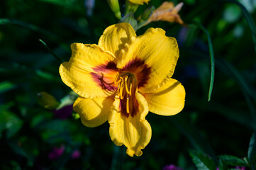 Yellow lily flower close-up. Selective focus with shallow depth of field.