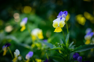 Flowers of violets in the garden. Selective focus.