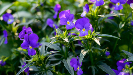 Flowers of violets in the garden. Selective focus.