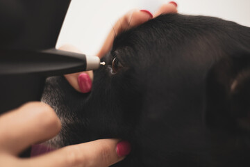 A female veterinary ophthalmologist performs a medical procedure, examines a dog's eyes with the...