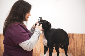 A female veterinary ophthalmologist performs a medical procedure, examines a dog's eyes with the...
