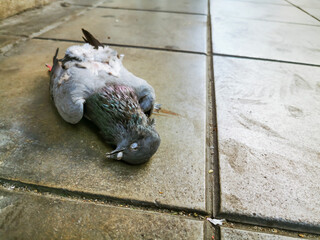 The pigeon lies dead on the road.