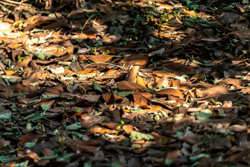 Falling leaves in the sun