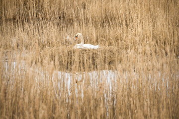 Fototapeta premium Mute swan breeding on a nest in the reeds on the Darrs near Zingst. Wild animals