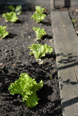 Salades BIO - potager