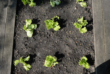 Salades BIO - potager