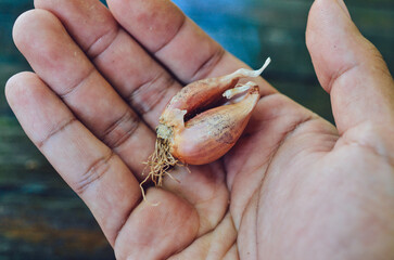 thai red garlic