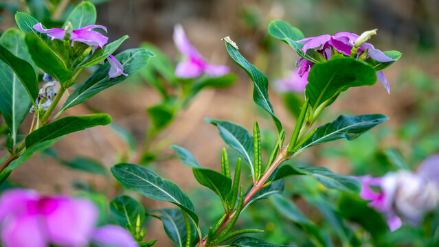 Catharanthus roseus or Catharanthus (Nitya Pushpa) is a genus of flowering plants in the family Apocynaceae. Like the genus Vinca, they are known commonly as periwinkles.