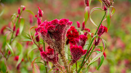 Celosia is a small genus of edible and ornamental plants in the amaranth family, Amaranthaceae.
