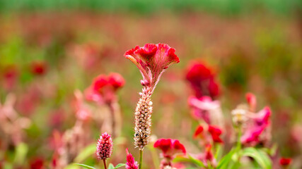 Celosia is a small genus of edible and ornamental plants in the amaranth family, Amaranthaceae.