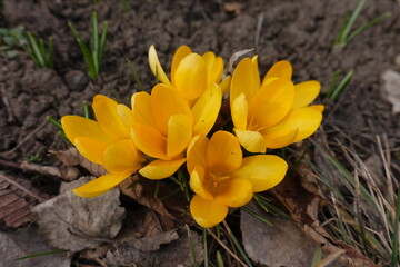 Close shot of five yellow flowers of crocuses in March