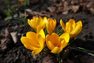 Close view of five amber yellow flowers of crocuses in February