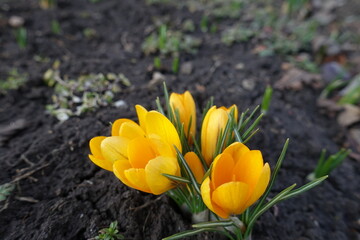 Early spring flowers of yellow crocuses in February