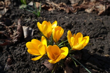 Five amber yellow flowers of crocuses in February