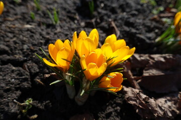 Obraz na płótnie Canvas Golden yellow flowers of five crocuses in February