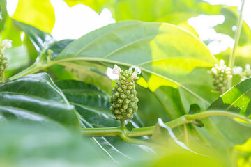 Noni and leaves are a type of Thai herb. Noni in the backyard
