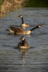 A loud goose making noise between two others with shallow focus